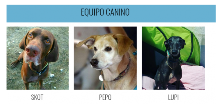 Ejercicio de nuestros perros durante la cuarentena.